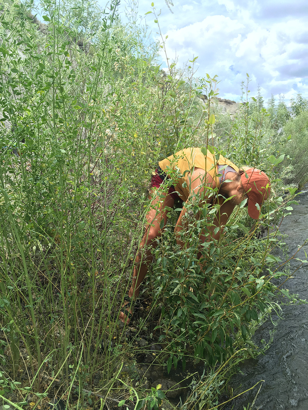 A person wearing bright warm colors pulling invasive weeds from the bank of a creek.