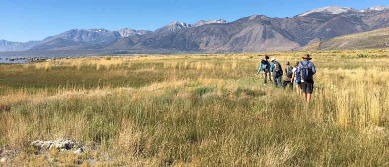 A group of 6 people walk in a line in a wide expanse of tall green and yellow grasses with the Eastern Sierra mountains in front of them and a blue cloudless sky above.