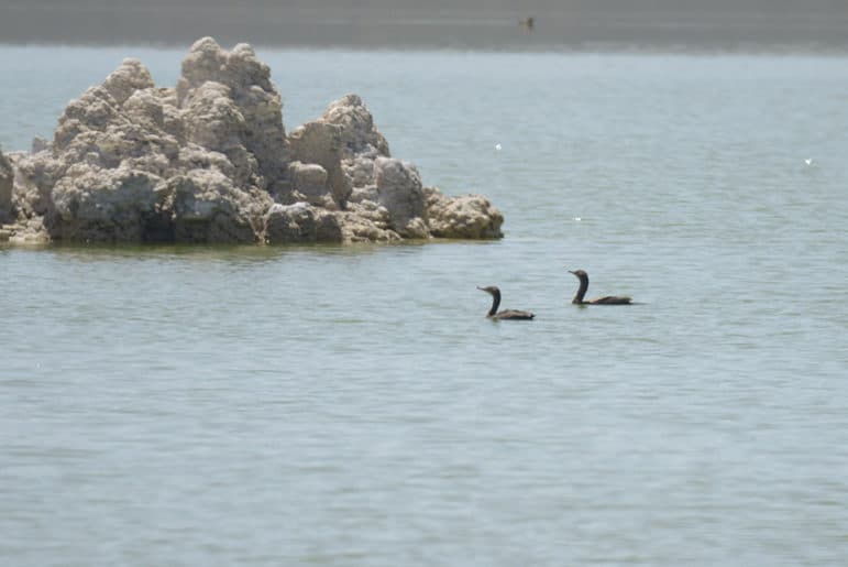 Birding Mono Lake A Big Day in May
