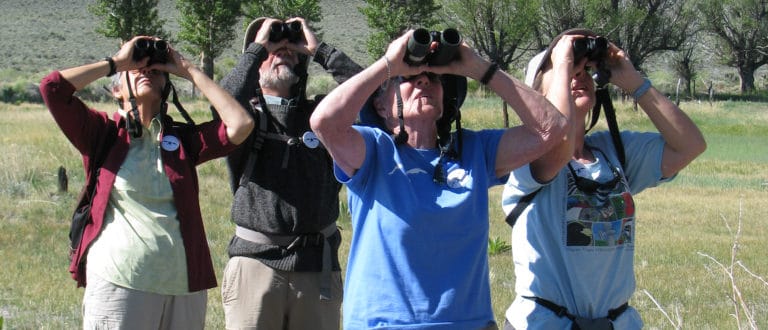 Four birders stand in a line with binoculars, all looking up at the same point. Grass and trees are behind them.