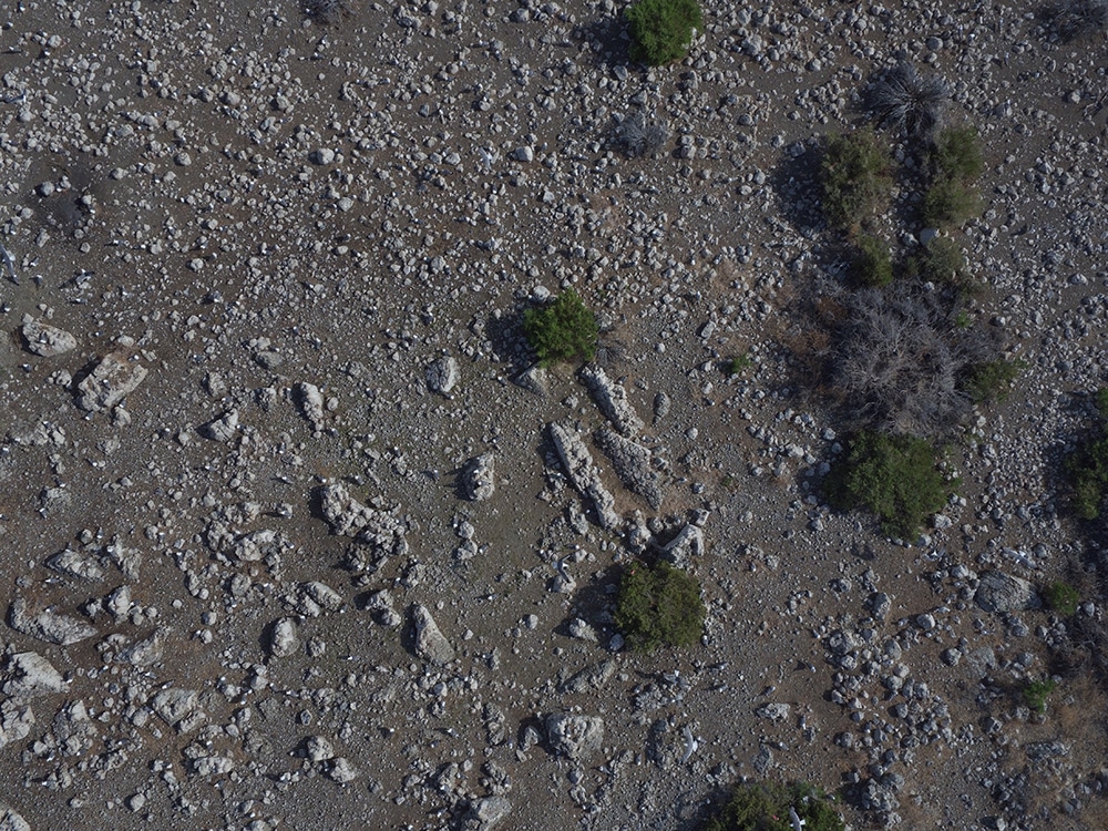 A dark gray rocky ground is spotted with lighter gray rocks and small green bushes.