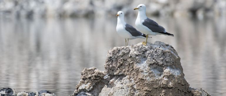 Two california gulls standing on top of a tufa mound with a reflective lake in the background.