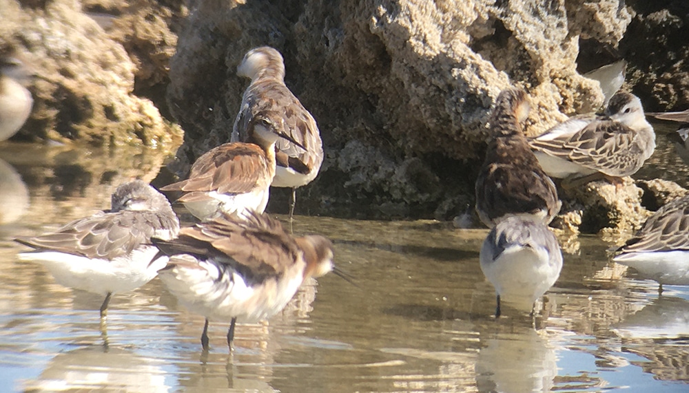 Several birds with white underbellies and brown wings stand in brown water and move about the tufa.