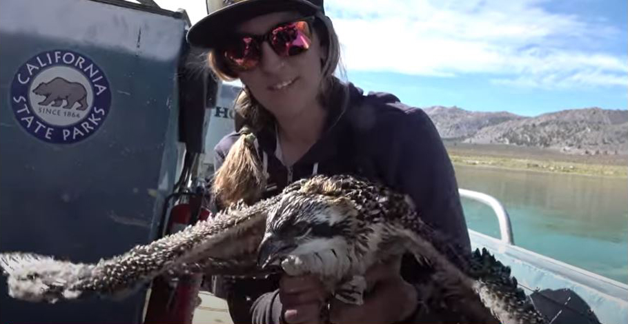 One researcher holds a mid-sized osprey by the talons as it spreads its wings. The woman is sitting on a boat with a California State Parks sticker.