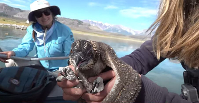 A researcher holds a small osprey towards the camera, with her fingers wrapped around its talons. Another researcher sits behind on a boat.