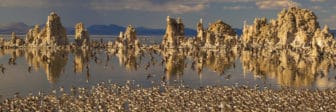 Over one hundred small shorebirds stand together on the Mono Lake shoreline, with some in flight too, with golden tufa towers in the background and dramatic stormy skies in the distance.