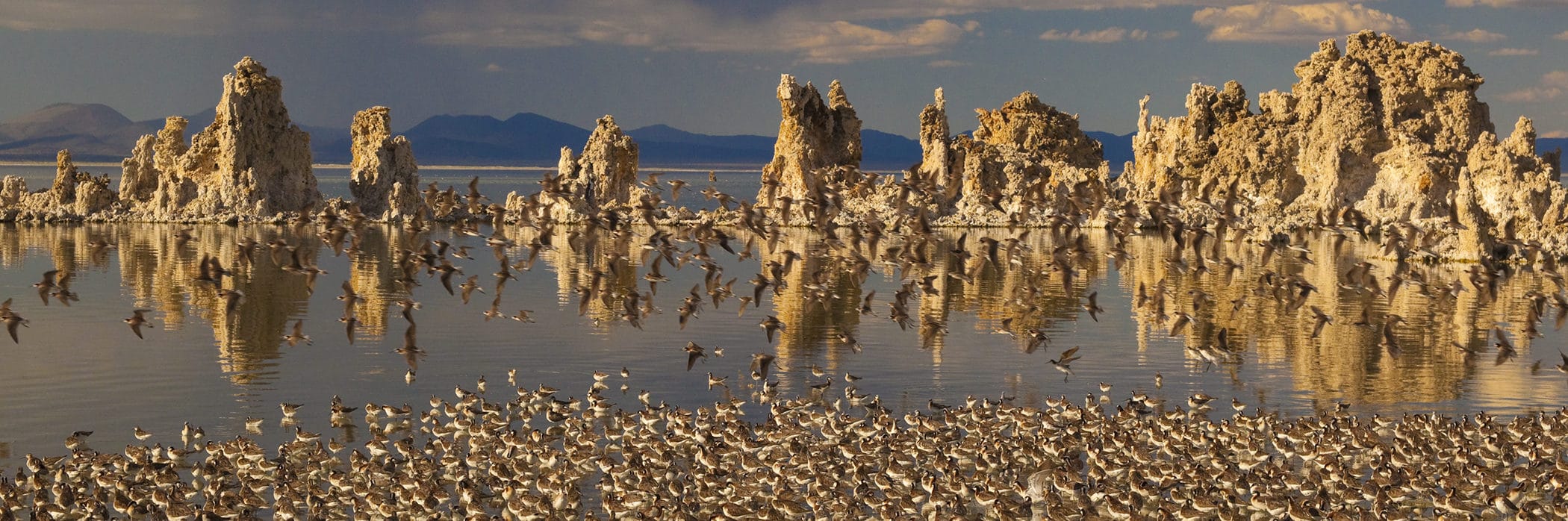 Over one hundred small shorebirds stand together on the Mono Lake shoreline, with some in flight too, with golden tufa towers in the background and dramatic stormy skies in the distance.