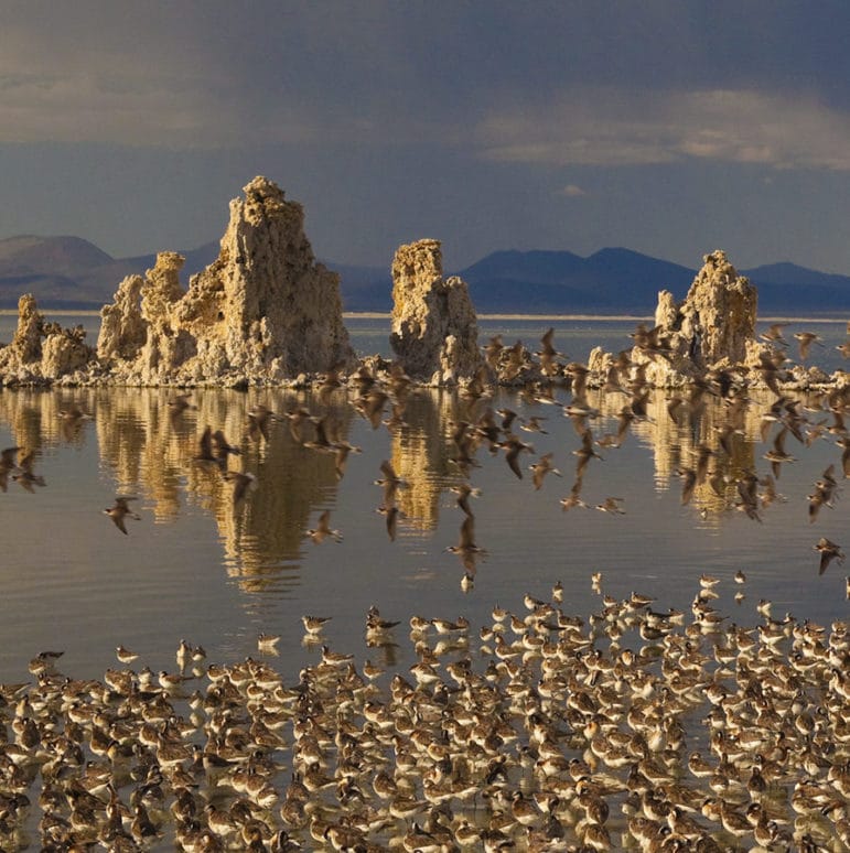 Over one hundred small shorebirds stand together on the Mono Lake shoreline, with some in flight too, with golden tufa towers in the background and dramatic stormy skies in the distance.