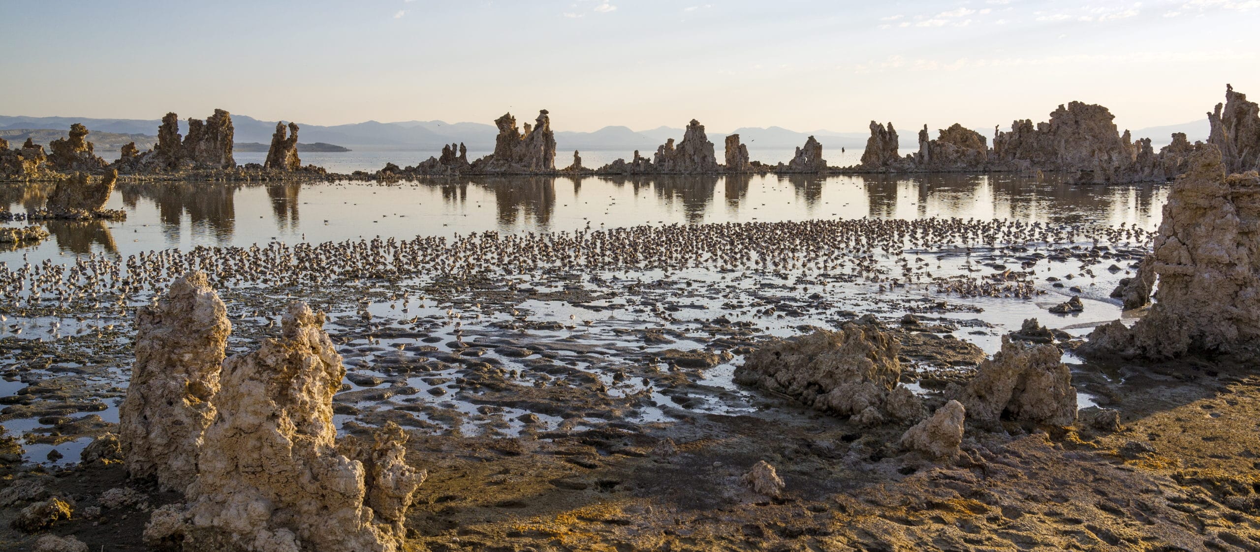 Tufa towers stand in Mono Lake with glassy reflections below and hundreds of small shorebirds fill the water just off shore of the muddy shoreline.