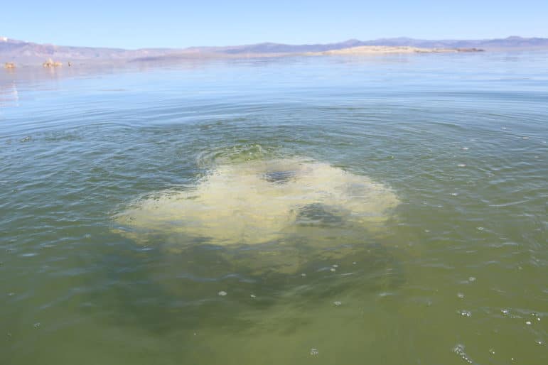 Ripples on the surface of a lake indicate a freshwater spring emerging from an underwater tufa tower just barely visible below the surface.