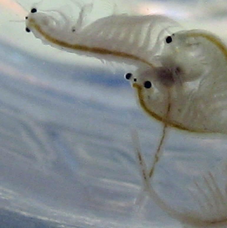 An up close view of eight brine shrimp, a type of fairy shrimp, in a cluster floating together photographed from the bottom of a cup.