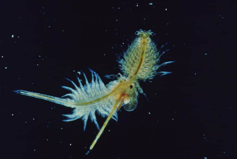 Two brine shrimp attached together as seen through a microscope with feathery appendages, tails, and eyes visible.