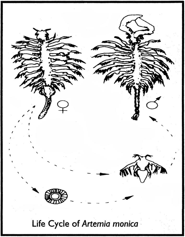 Line drawing of the life cycle of a brine shrimp, with the male and female brimp, the live-born nauplii, and the cyst cycles depicted.