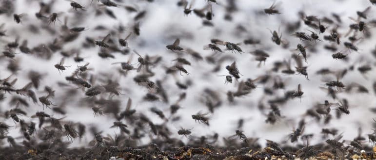 An up-close shot of a cloud of alkali flies, which look like the common house fly, flying through the air in every direction.