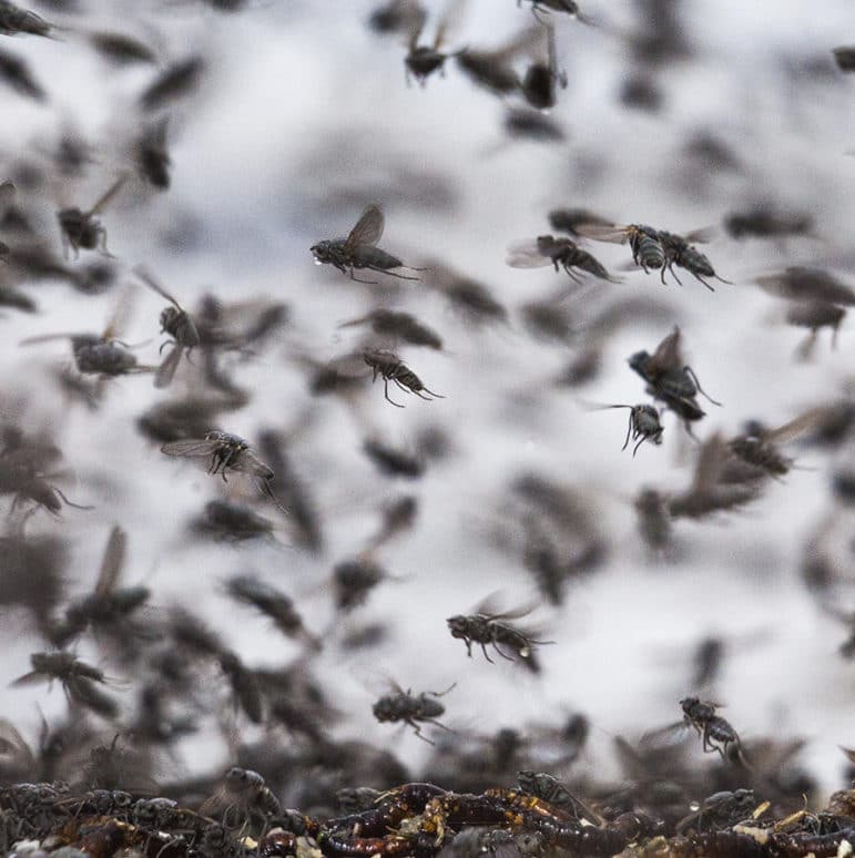 An up-close shot of a cloud of alkali flies, which look like the common house fly, flying through the air in every direction.