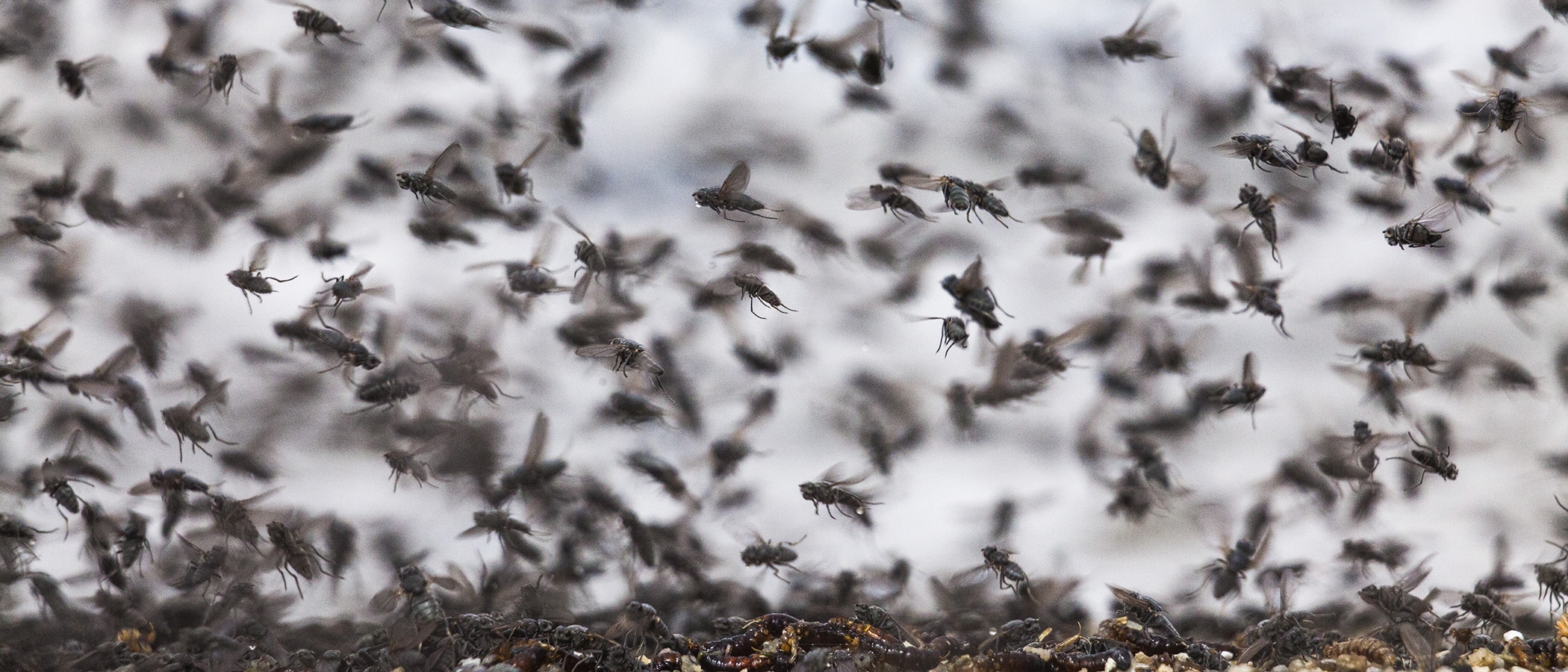 An up-close shot of a cloud of alkali flies, which look like the common house fly, flying through the air in every direction.