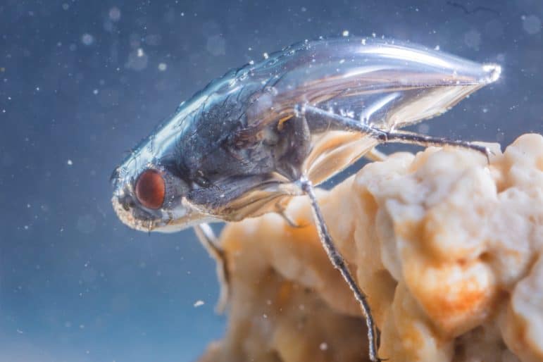 An alkali fly under water surrounded by a bubble of silvery air with a bright red eye and body hair and folded wings visible.