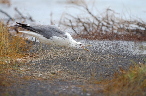 A California Gull running with its neck outstretched and beak open as it goes through a dense cloud of alkali flies trying to snap them up as they scatter.