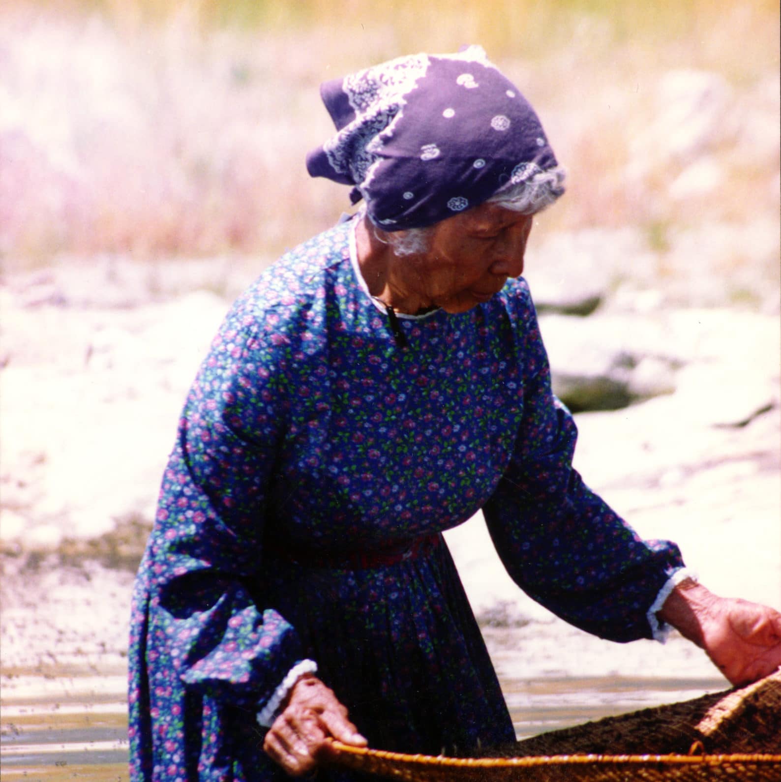 A Kutzadikaa Paiute woman wearing a long dress and bandana in her hair holds a large, shallow basket as she stands knee-deep in Mono Lake scooping up alkali fly pupae.