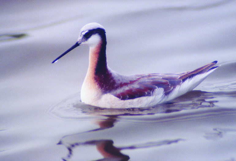 Close-up shot of a phalarope, shorebird, floating on glassy waterwith a long dark bill, and rusty orange, red, brown, and white coloration..