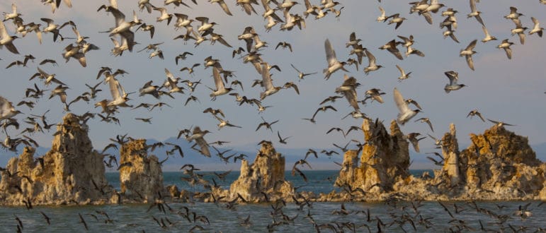 Hundreds of small shorbirds bathed in golden light, in flight, on the shore, and in the water at Mono Lake in front of tufa towers.