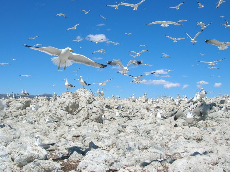 Many California Gulls hovering in flight and standing on a rocky island in Mono Lake.