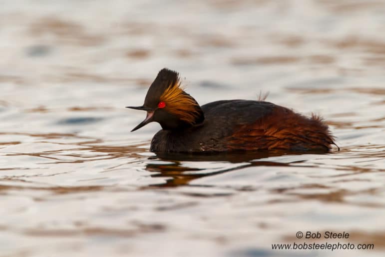 Dark black Eared Grebe floating on the water with it's bill open, a bright red eye, yellow-orange plumage around the eye, and a straight black crown of feathers.