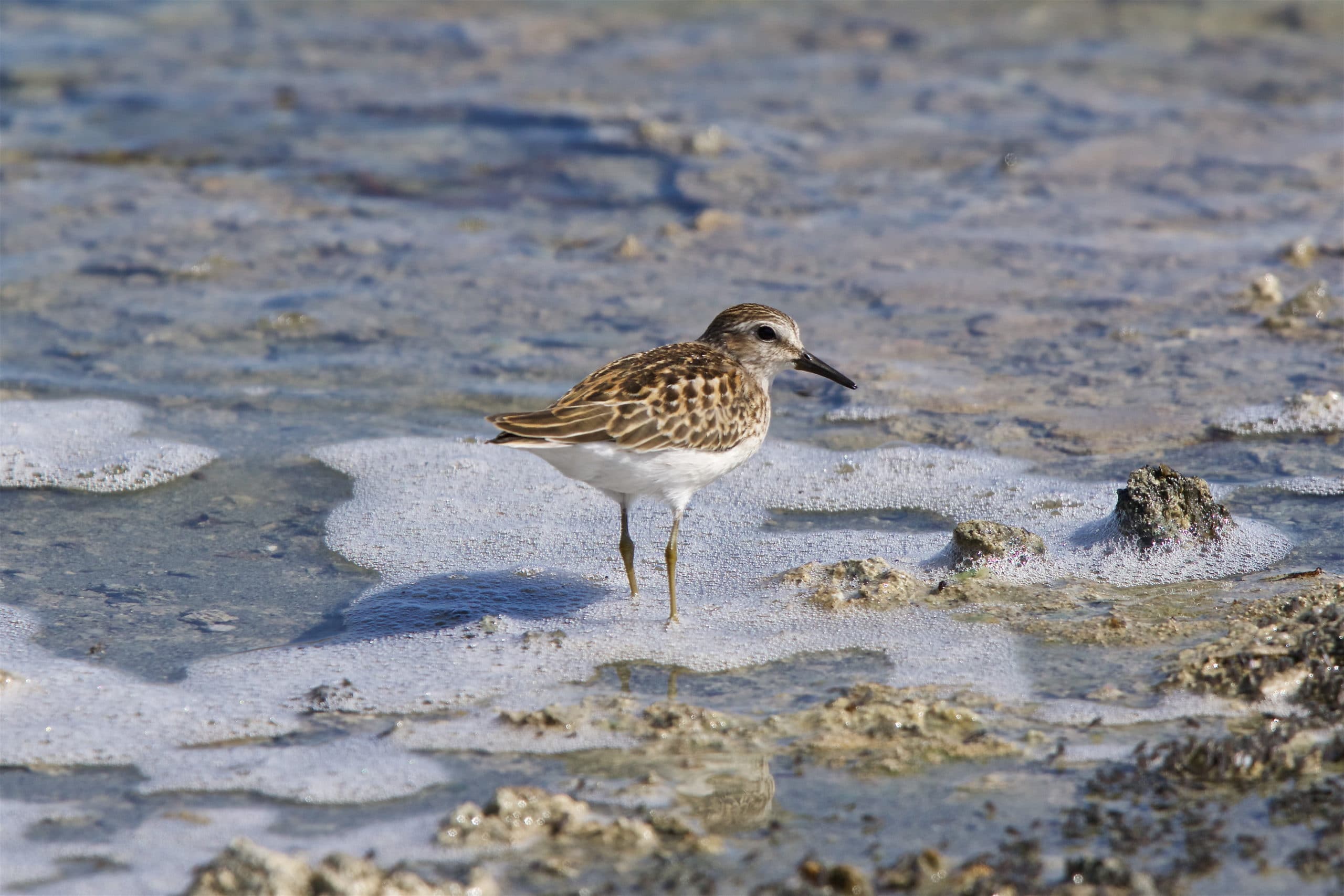 A Least Sandpiper, a shorebird with mottled brown and tan feathers and a short dark bill walking in foamy water at Mono Lake with some alkali flies visible.