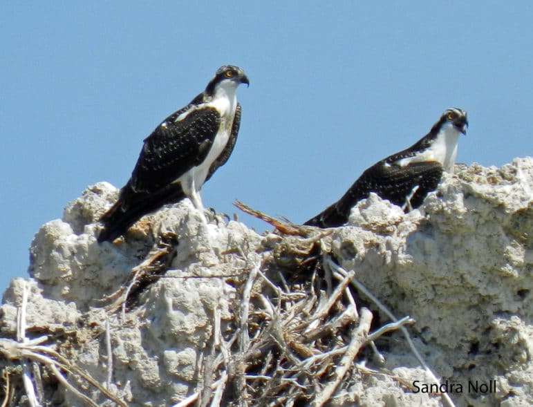 Two Osprey, predominantly black and white fish eating hawks, with yellow eyes, standing on top of a tufa tower.