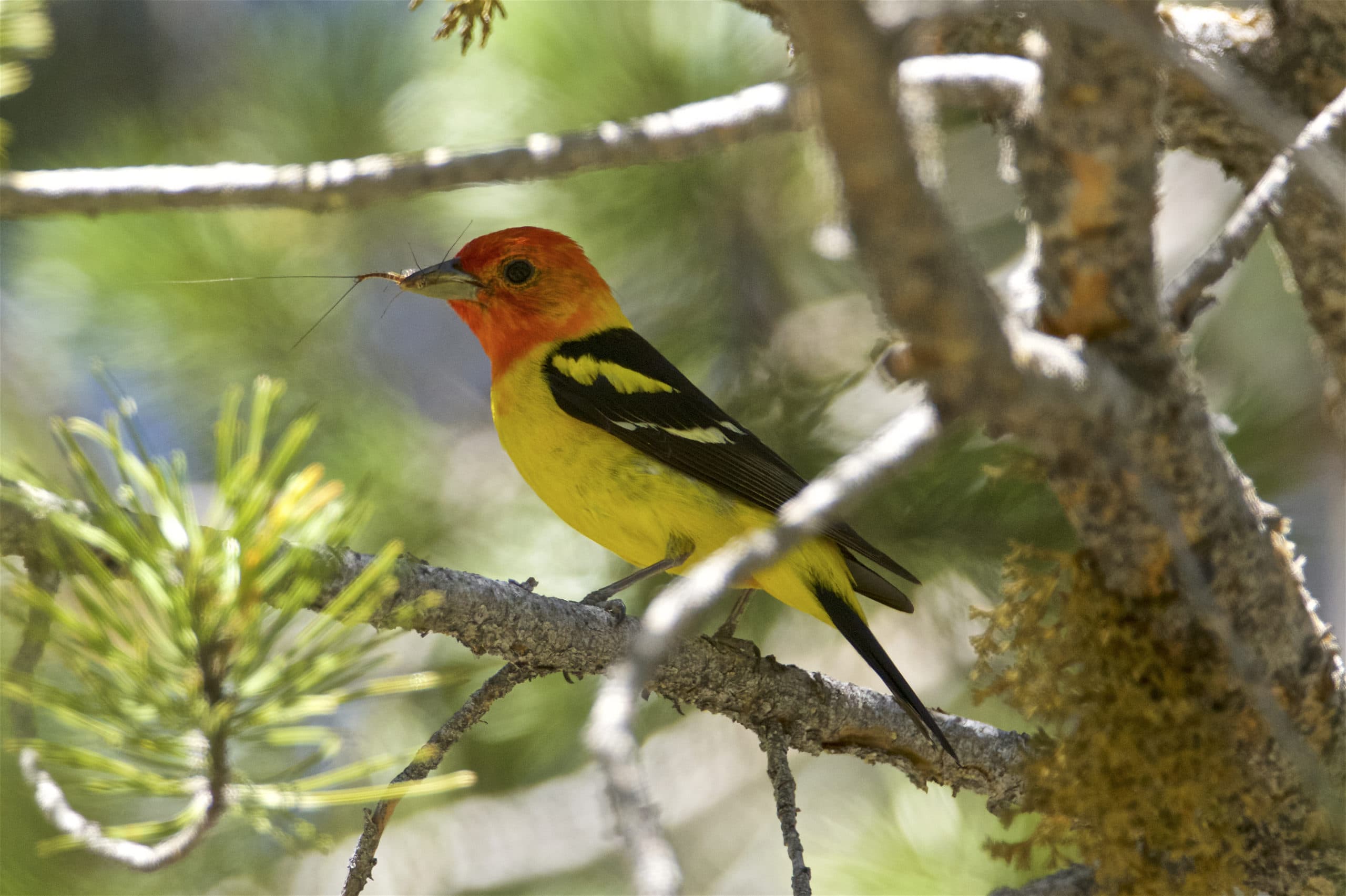 A Western Tanager, a brightly colored songbird with a red head, yellow body, and black and yellow wings, has caught an insect in its bill.