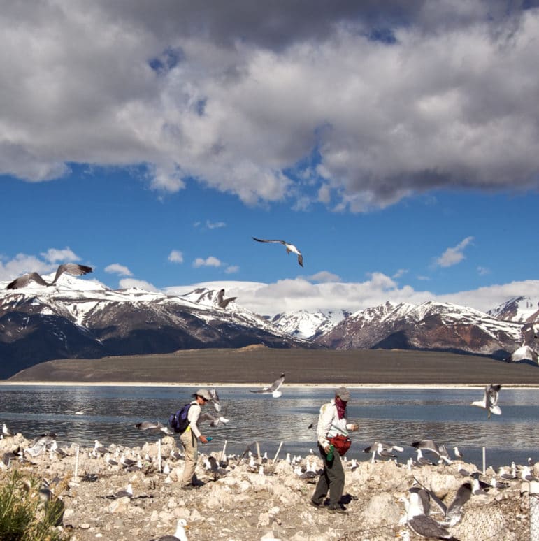 Two researchers walk carefully on an island in Mono Lake with California Gulls standing all around the rocky ground and flying in the air, with dramatic snow-covered mountains in the distance.