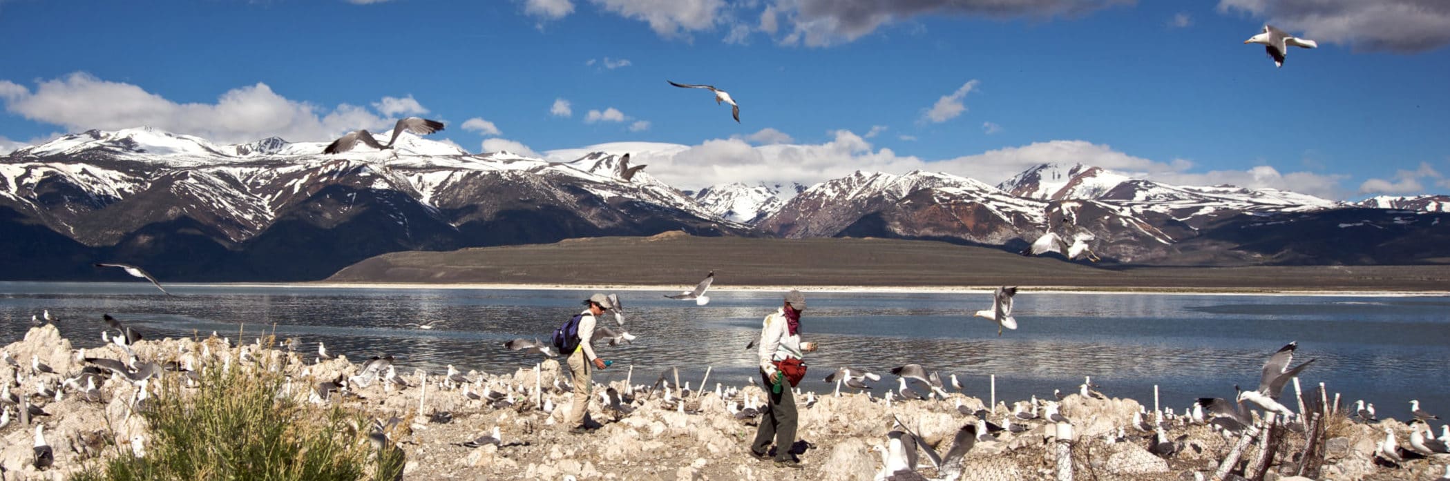 Two researchers walk carefully on an island in Mono Lake with California Gulls standing all around the rocky ground and flying in the air, with dramatic snow-covered mountains in the distance.