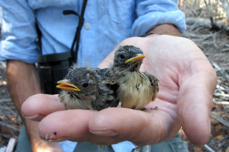 Two baby birds with scruffy feathers and bright yellow beaks being held in one hand of a bird researcher.