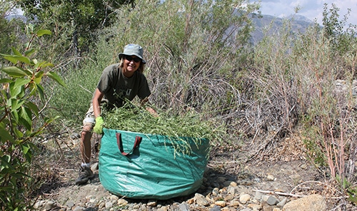 Person standing with their hands on a very large bag of vegetation pulled out from the streambed she is standing in, with willows and other vegetation around her.