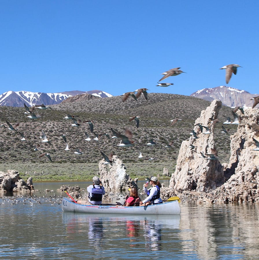 Three people are sitting in a metal canoe on Mono Lake in front of some tufa towers sticking up out of the water and the canoers are looking at a flock of shorebirds in front of them and also flying around them and into the foreground of the photo, with snow capped peaks in the background.