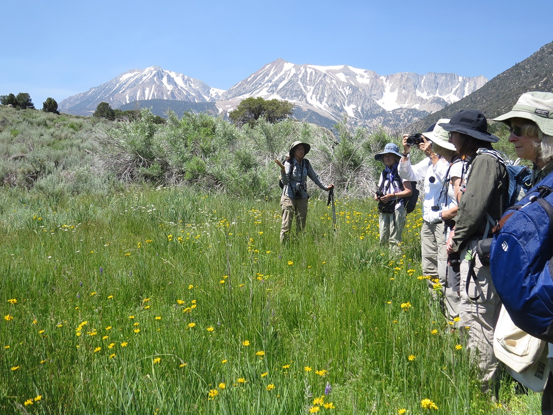 Five people look out over a field of green with yellow, white, and purple flowers as a guide standing in the field with a hiking stick talks, with the Sierra Nevada with snow in the distance.