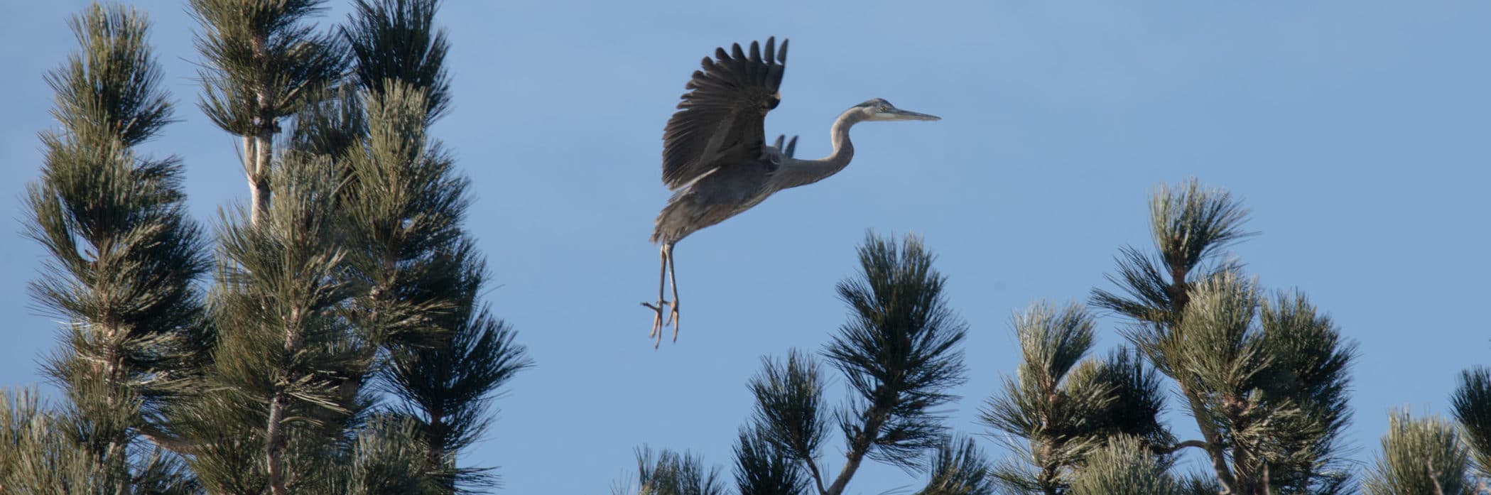 A Great Blue Heron with its wings out, legs dangling, and toes spread, appears to be taking off from an unseen location below and is surrounded by pine trees against a blue sky.
