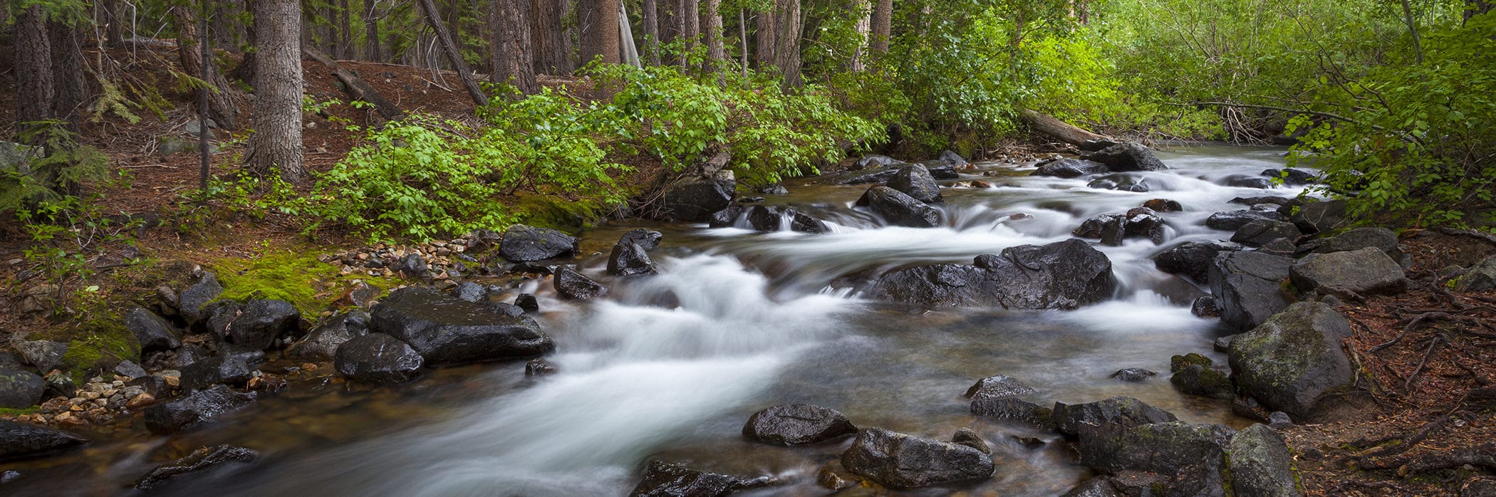 Water rushing over dark wet rocks in a creek with vibrant green vegetation surrounding the streambank and large tree stumps and pine needles along the sides.