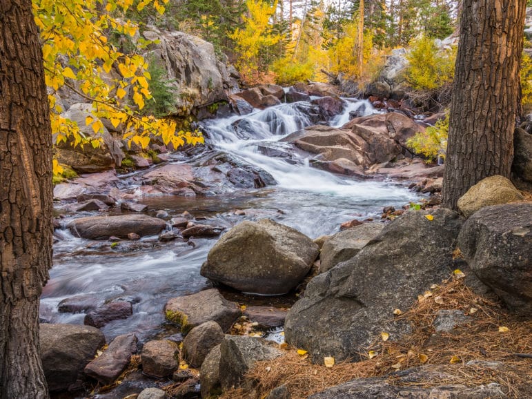 Fall along a rushing creek with water cascading softly over rocks and deciduous trees in bright yellow and framed by two evergreen tree trunks.