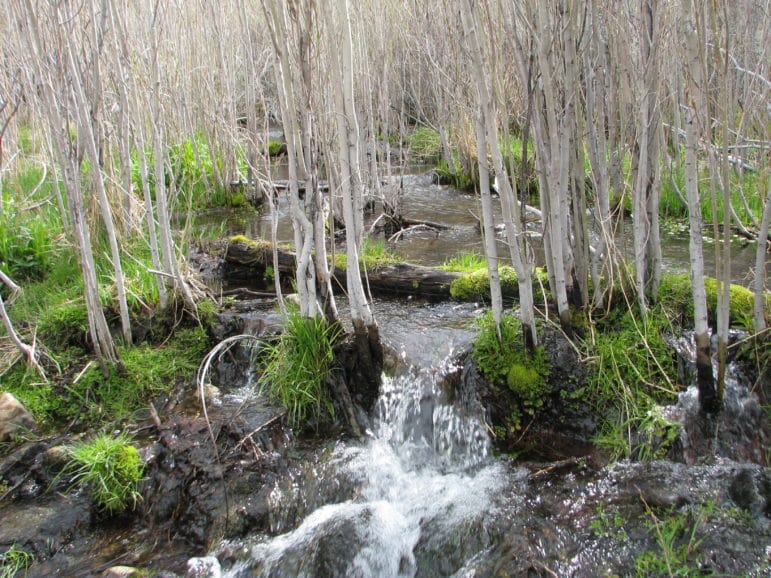 A flooded stream runs though a wooded thicket with green moss and young grasses along the water's edge.