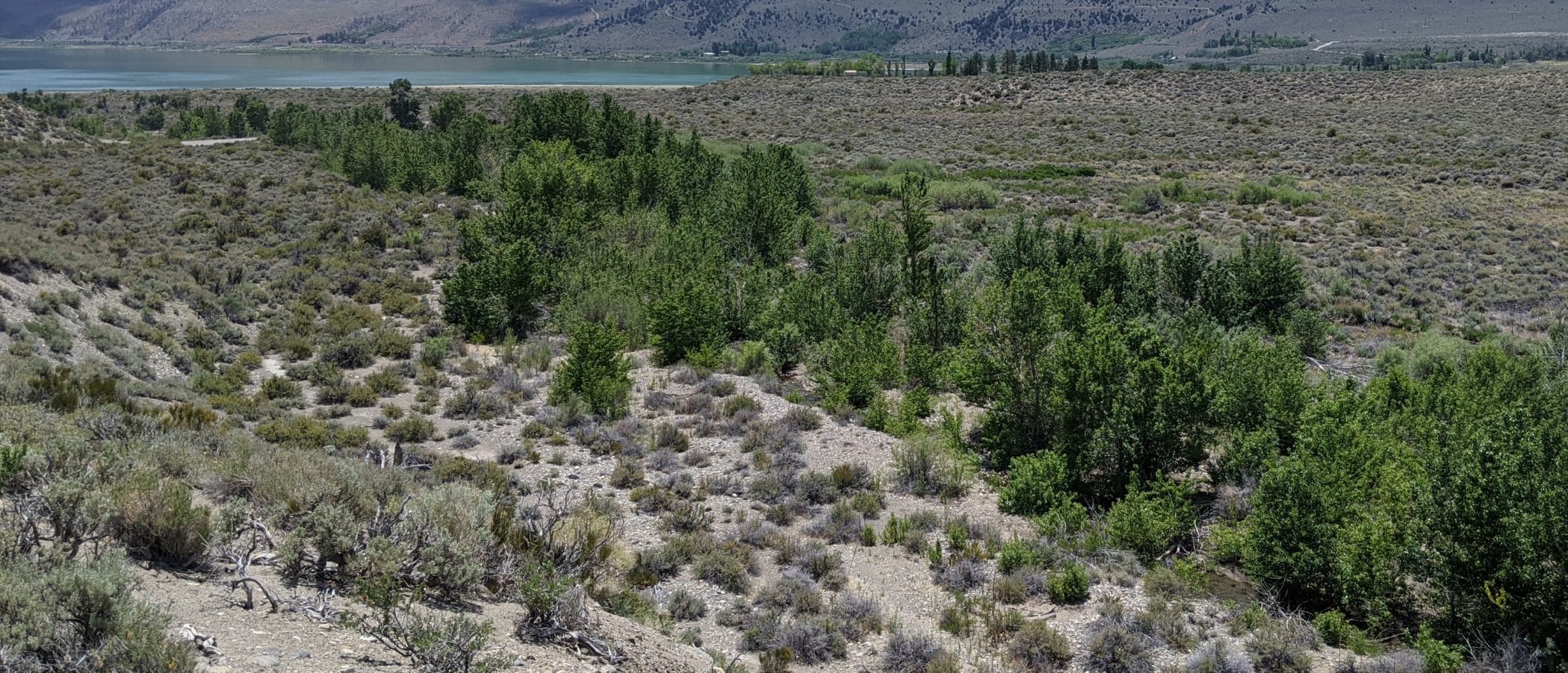 View of Mill Creek from a bluff overlooking a line of cottonwood and willow trees as it meanders through the desert toward Mono Lake.