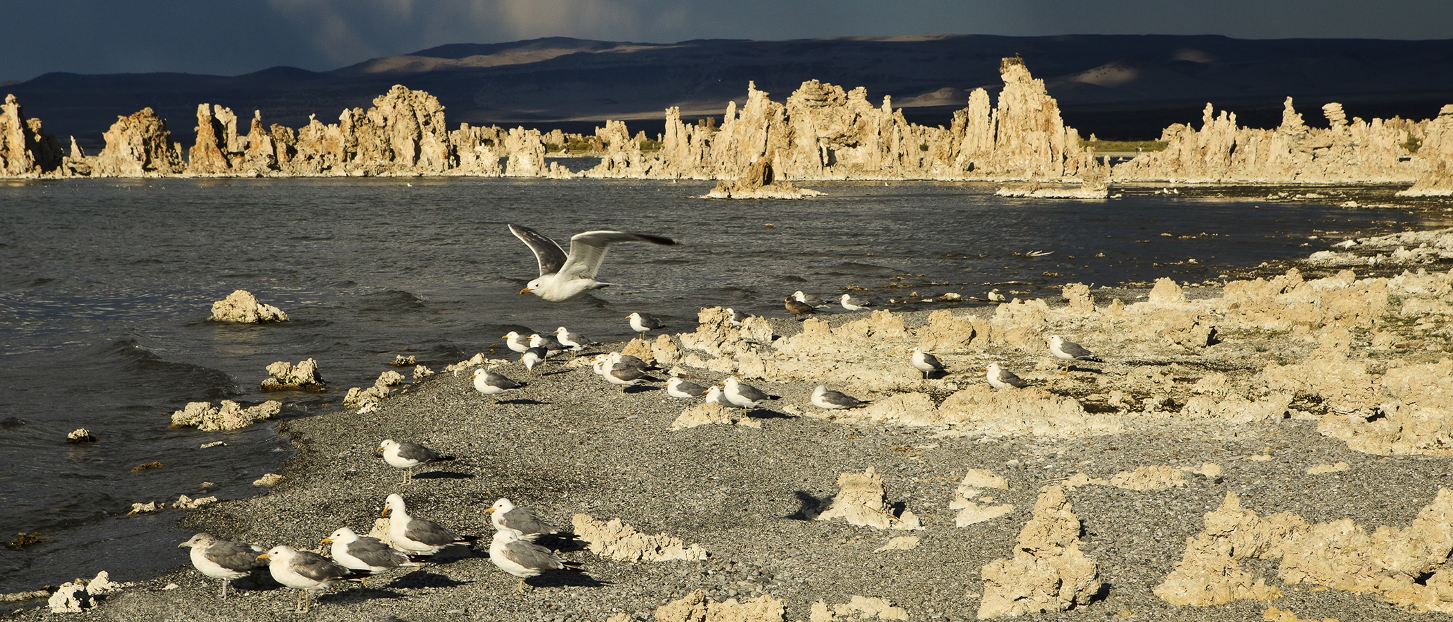 Calfiornia Gulls standing along the shore of Mono Lake in dramatic sunset light with bright tufa towers lit up against a stormy blue background.