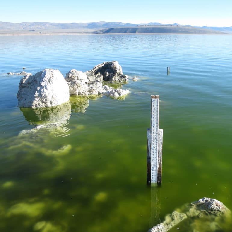 A lake level gauge, which looks like a measuring stick mounted to a board with some salt crust, emerges from a green lake near some tufa mounds, with another lake level gauge in the distance and a glassy Mono Lake and blue skies in the distance.