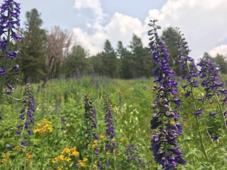 A field of tall purple and yellow wildflowers with evergreen trees and a blue sky with clouds in the background.