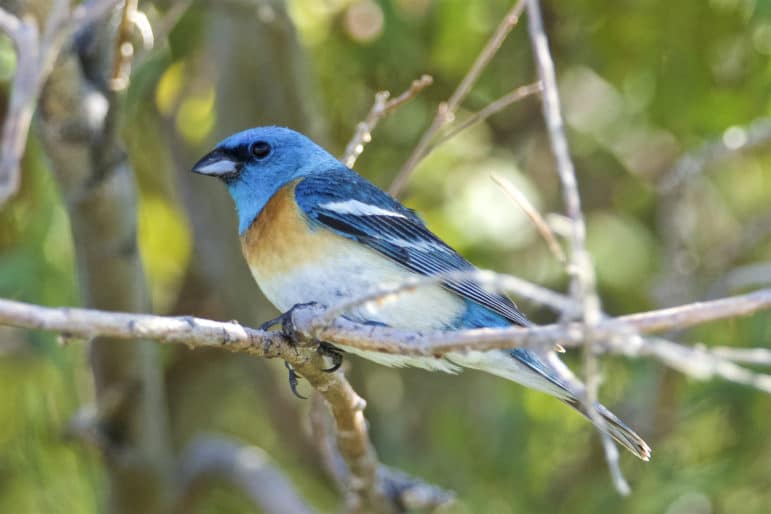 A very bright blue bird, Lazuli Bunting, sits on some branches with a bright green backround.