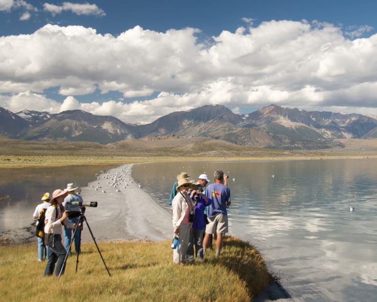 Nine people standing at the shoreline of Mono Lake with binoculars and a spotting scope out over a glassy blue lake with California Gulls on a sandbar and the Sierra Nevada mountains looming tall in the distance with a beautiful blue sky with puffy white clouds.