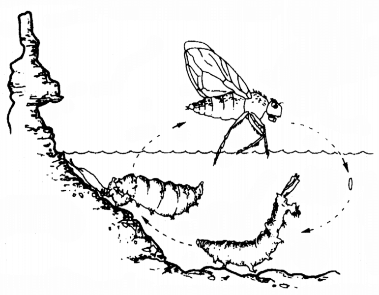 Line drawing of the life cycle of an alkali fly, with larva, pupa, and adult stages depicted with tufa and underwater phases.