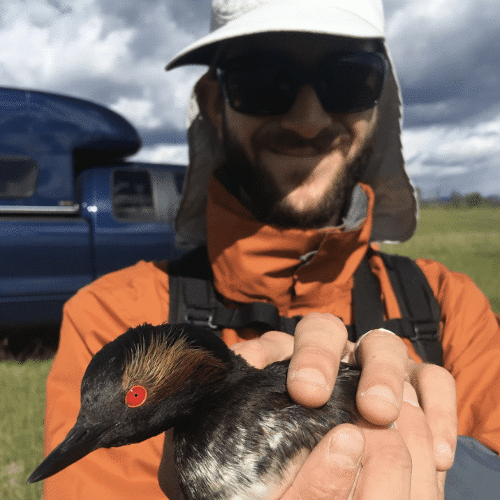 Researcher carefully holds with two hands an Eared Grebe in breeding plumage, mostly dark black feathers with a bright red eye and wispy golden feathers around the eye and a white belly, up close to the camera.