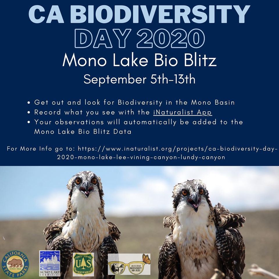 A dark blue poster for CA Biodiversity day 2020. The bottom half of the poster is a photo of two ospreys with white breasts, brown wings, and yellowy brown eyes.