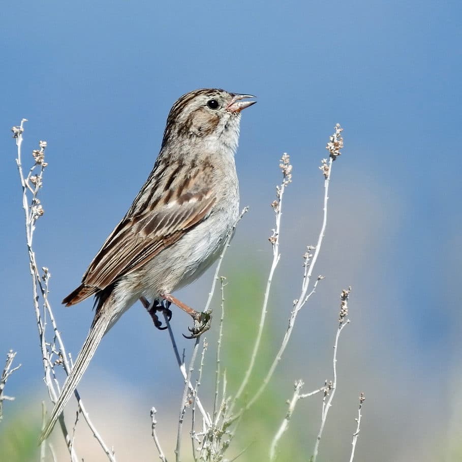 A Brewer's Sparrow, a small brown and grey and white striped bird, hanging on to the top of a dried shrub, with its mouth open as if singing.